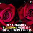 How Kenya Keeps Blossoming Among Top Global Flower Exporters