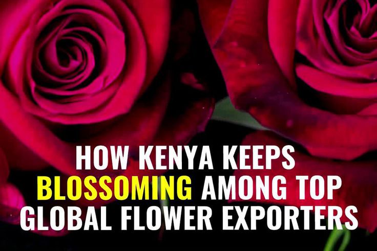 How Kenya Keeps Blossoming Among Top Global Flower Exporters