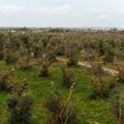Olive trees infected by the bacteria "Xylella Fastidiosa" are seen in Italy's Puglia region in 2016