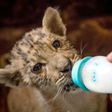 Tsar, a rare tigress-lion crossbreed liger cub, drinks about a litre of goat's milk a day