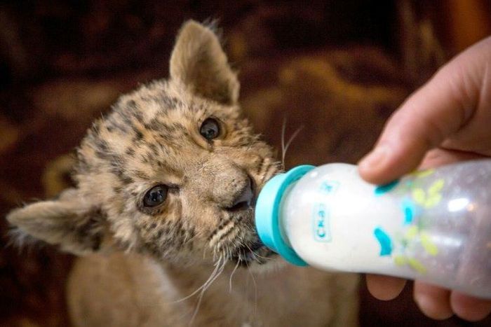 Tsar, a rare tigress-lion crossbreed liger cub, drinks about a litre of goat's milk a day