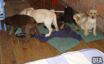 Veterinarian Who Used Puppies As Mules for Heroin Is Sentenced