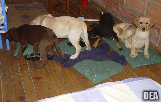 Veterinarian Who Used Puppies As Mules for Heroin Is Sentenced