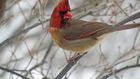 A rare bird indeed half male, half female