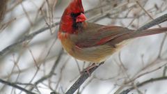 A rare bird indeed half male, half female