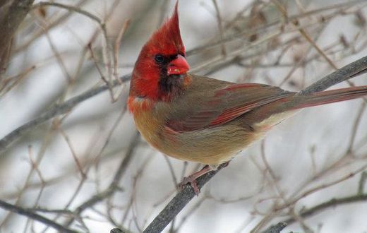 A rare bird indeed half male, half female