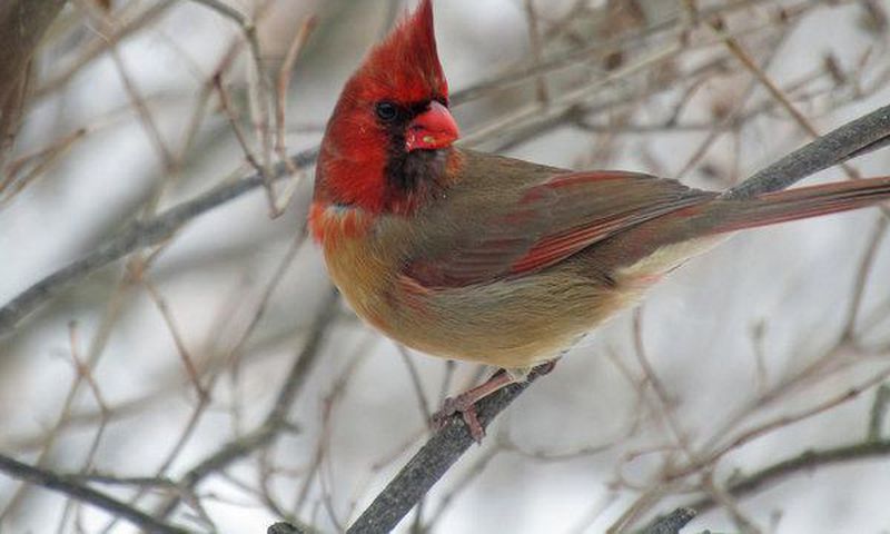 A rare bird indeed half male, half female
