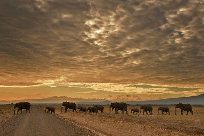 Conservationist Steve Cooke says a safari company has been tagging animals in order to find them to show guests
