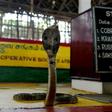 A cobra is displayed at the Irula snake-catchers cooperative on the outskirts of Chennai