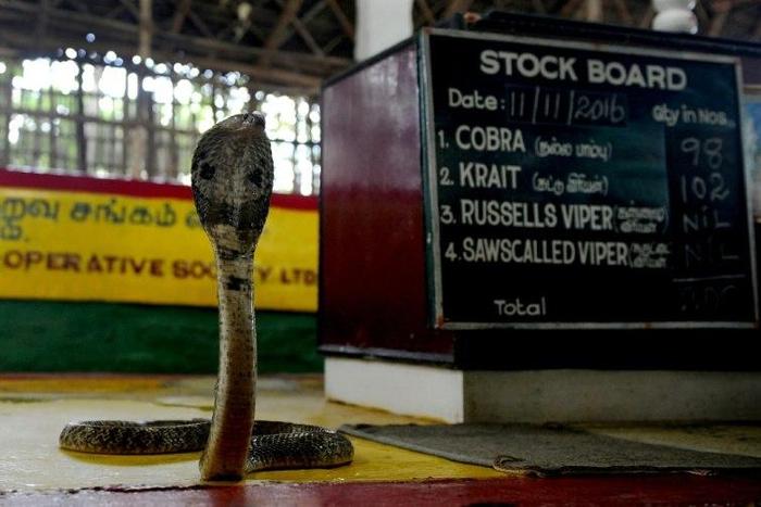 A cobra is displayed at the Irula snake-catchers cooperative on the outskirts of Chennai