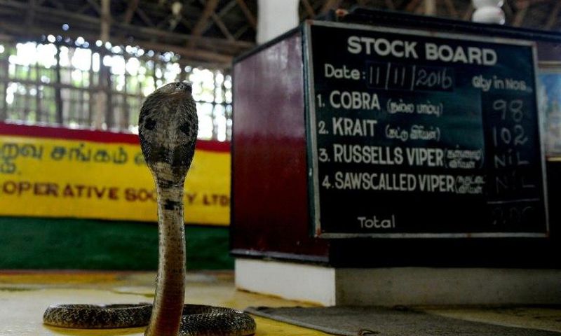 A cobra is displayed at the Irula snake-catchers cooperative on the outskirts of Chennai