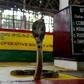 A cobra is displayed at the Irula snake-catchers cooperative on the outskirts of Chennai