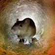 Pest control experts estimate that there are around four million rats in central Paris