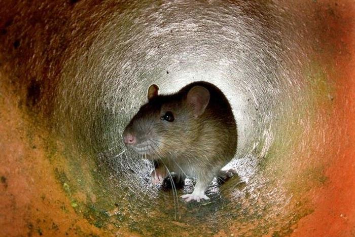 Pest control experts estimate that there are around four million rats in central Paris