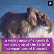6 Most Intelligent Animals in the World