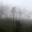 View of woods destroyed by a bark beetle infestation in Siguatepeque, 70 km north of Tegucigalpa on January 28, 2017