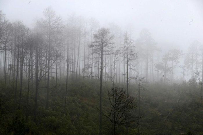View of woods destroyed by a bark beetle infestation in Siguatepeque, 70 km north of Tegucigalpa on January 28, 2017