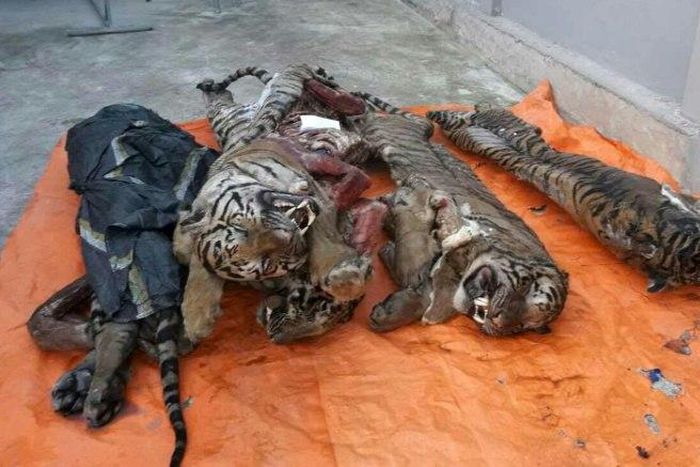 Five frozen tigers seized by local authorities in central Vietnam's Nghe An province, pictured on March 20, 2017