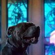John Wick 3 Releases New Character Posters