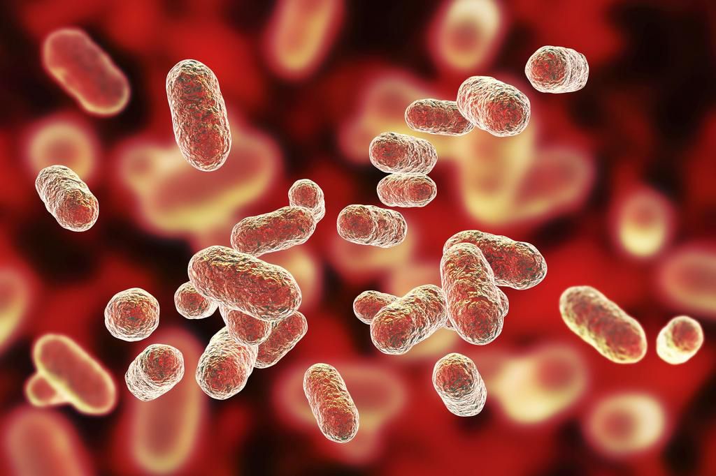 Porphyromonas gingivalis oral bacterium, illustration