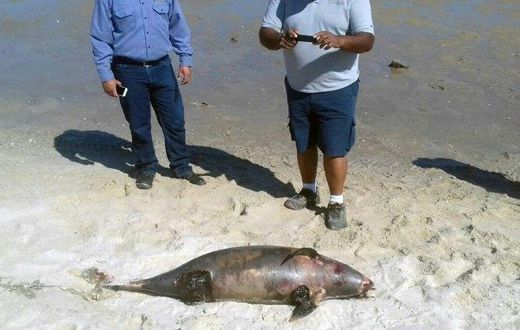 The most common cause of death for the vaquita is getting caught in illegal gillnets meant to catch another endangered species, a large fish called the totoaba