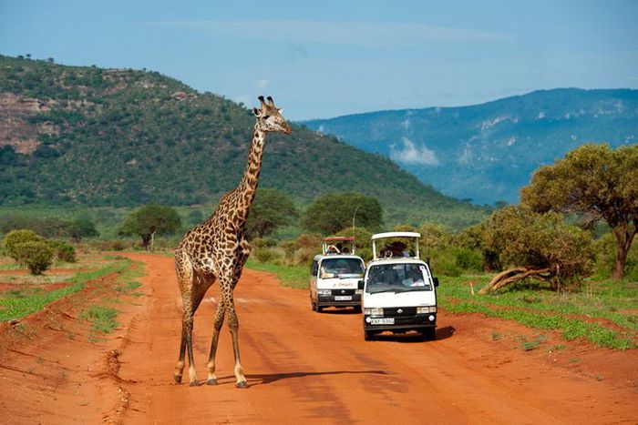 Tourists during a past tour of Tsavo East