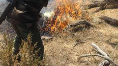 KWS ranger attempts to put out fire (Twitter)