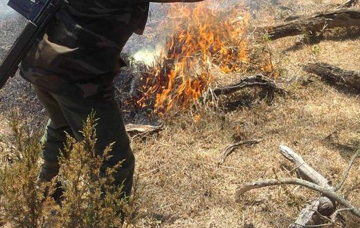 KWS ranger attempts to put out fire (Twitter)