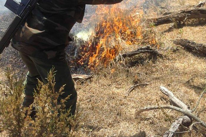KWS ranger attempts to put out fire (Twitter)