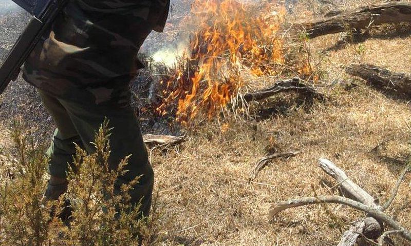 KWS ranger attempts to put out fire (Twitter)
