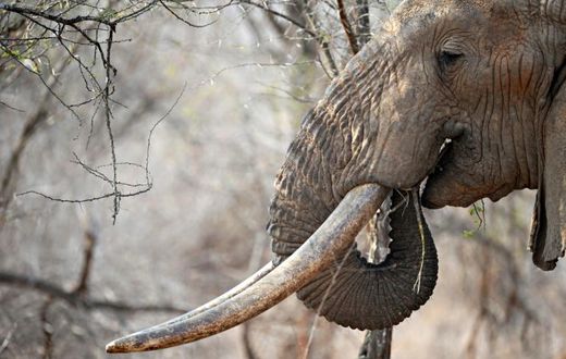 Poaching is devastating African elephants -- numbers have fallen by 110,000 over the past decade to 415,000, say conservationists