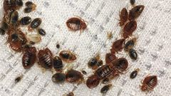 Bedbugs(Walker Pest Management)