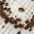 Bedbugs(Walker Pest Management)