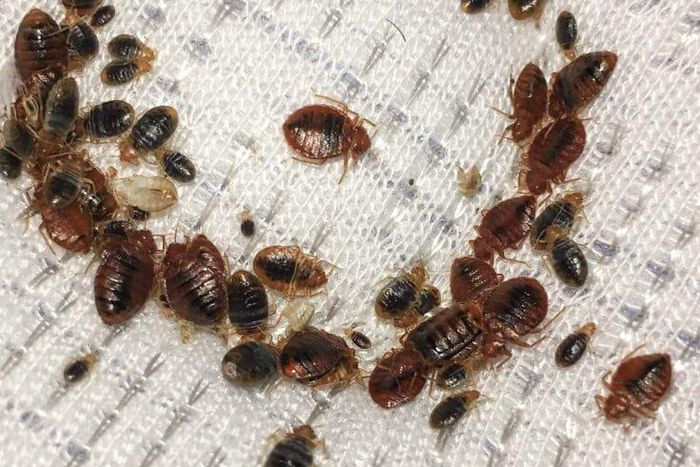 Bedbugs(Walker Pest Management)
