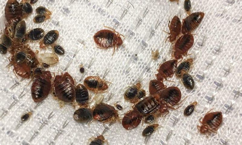 Bedbugs(Walker Pest Management)