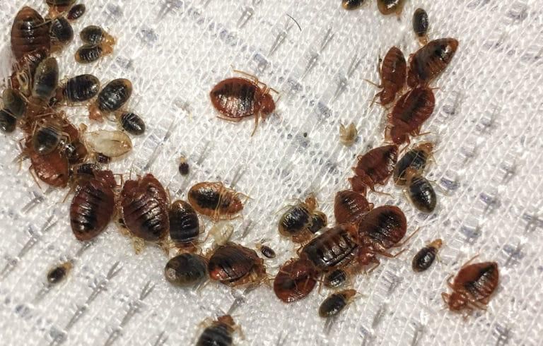 Bedbugs(Walker Pest Management)