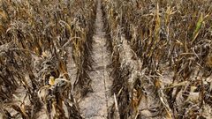 ___6215382___https:______static.pulse.com.gh___webservice___escenic___binary___6215382___2017___2___13___15___Dried+up+crops.The+farmers+have+lost+billions+to+drought._1