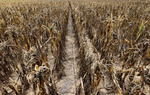 ___6215382___https:______static.pulse.com.gh___webservice___escenic___binary___6215382___2017___2___13___15___Dried+up+crops.The+farmers+have+lost+billions+to+drought._1