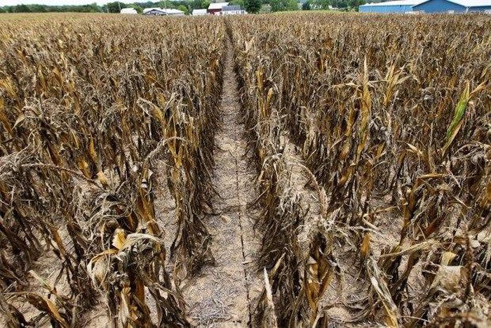 ___6215382___https:______static.pulse.com.gh___webservice___escenic___binary___6215382___2017___2___13___15___Dried+up+crops.The+farmers+have+lost+billions+to+drought._1