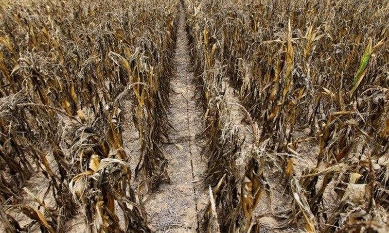 ___6215382___https:______static.pulse.com.gh___webservice___escenic___binary___6215382___2017___2___13___15___Dried+up+crops.The+farmers+have+lost+billions+to+drought._1