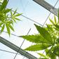 Germany joins a long list of European countries that have legalised some cannabis products or decriminalised possession of small amounts of the drug