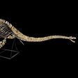 The skeleton of the nearly nine-metre-long plesiosaurus, a marine reptile with a long neck and turtle-like flippers, was discovered in a phosphate basin near the Moroccan city of Khouribga