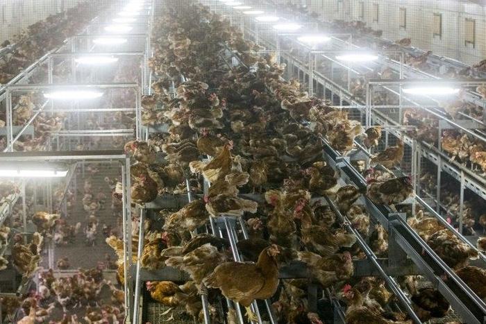 Chickens are pictured locked in a poultry farm in the Netherlands on November 10, 2016 following the discovery of bird flu among wild birds in Europe