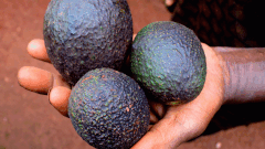 do you need to wash avocados salmonella listeria FDA thumb1