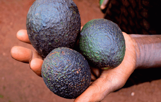 do you need to wash avocados salmonella listeria FDA thumb1