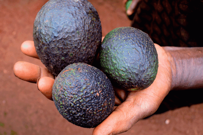 do you need to wash avocados salmonella listeria FDA thumb1