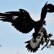 A royal eagle catches a drone during a military exercise at the Mont-de-Marsan airbase, southwestern France