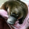 The duck-bill platypus lives in deep waterside burrows and is one of only two egg-laying mammals