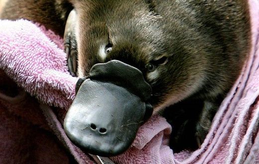 The duck-bill platypus lives in deep waterside burrows and is one of only two egg-laying mammals
