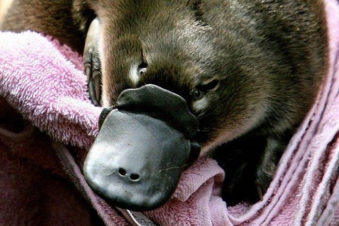 The duck-bill platypus lives in deep waterside burrows and is one of only two egg-laying mammals